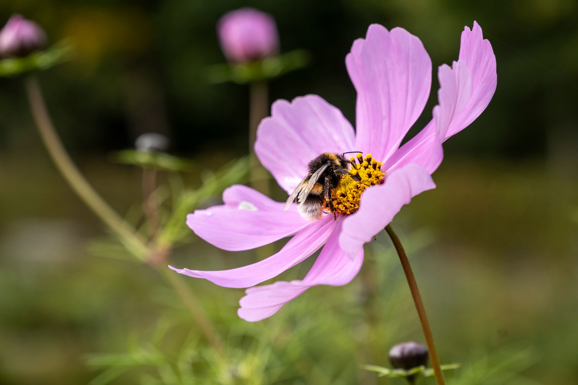 Včela na květu lípy, makrofotografie